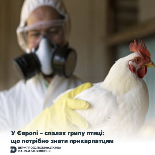 У Європі – спалах грипу птиці: що потрібно знати прикарпатцям