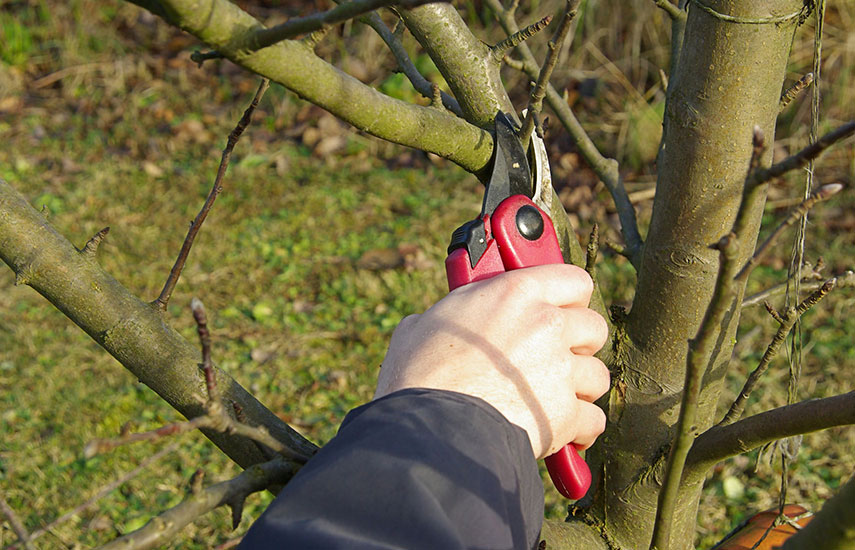 Гілки не повинні стояти на шляху: Делятинська громада про безпечні дороги