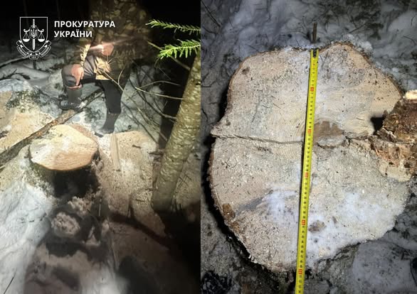 Незаконна рубка на території природно-заповідного фонду – судитимуть жителя Верховинщини