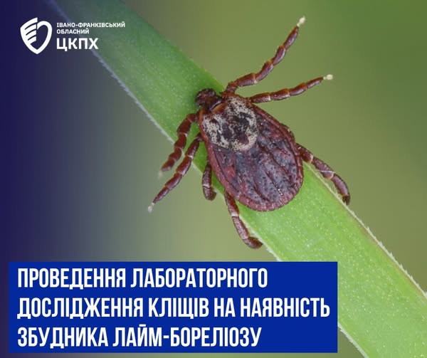 Сезон кліщів: як захистити себе та близьких