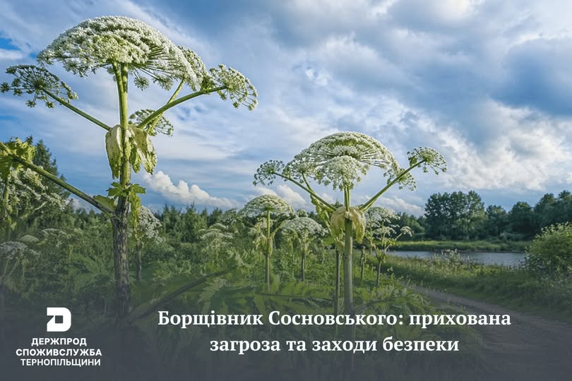 Початок вегетації борщівника: що варто знати